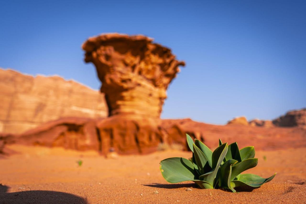 Wadi Rum Secrets Camp Bagian luar foto